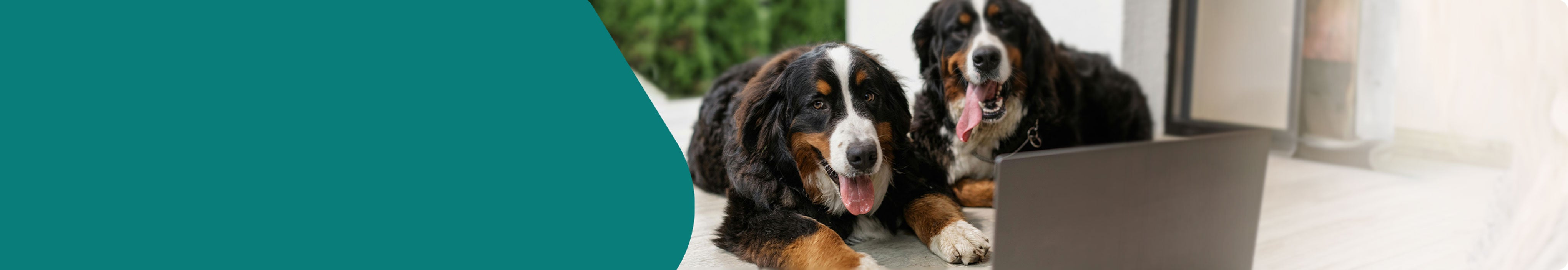 Zenta Pets Wholesale