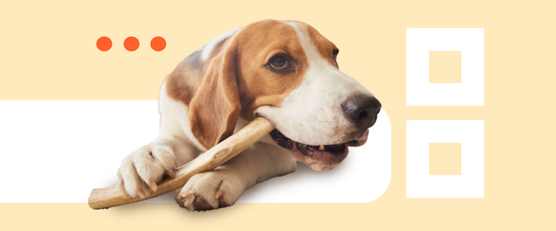 The benefits of natural pet treats: why your furry friend deserves the best?