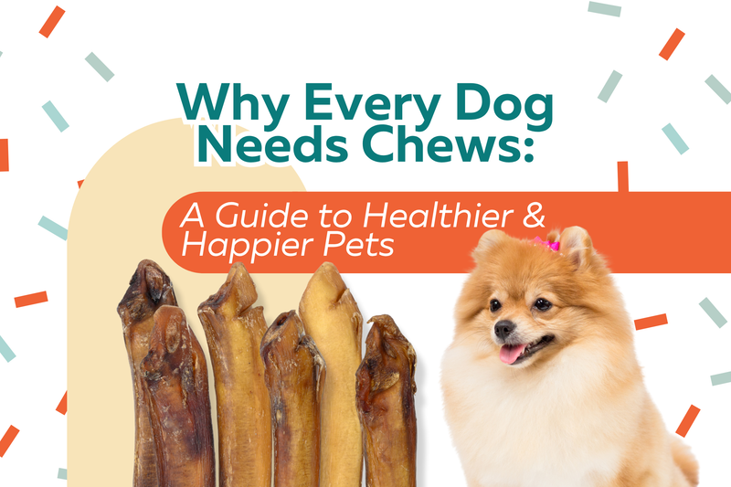 Benefits Of Dog Chews: A Guide to Healthier & Happier Pets